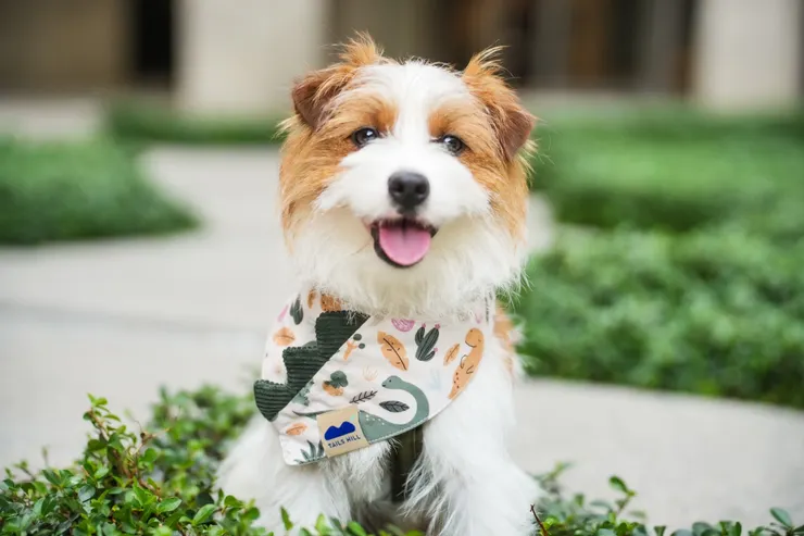 圖說：尾巴丘招牌手工領巾款式多樣，貼心針對長、短毛品種設計不同版型，打造毛孩專屬OOTD。（資料來源：尾巴丘毛孩選物）