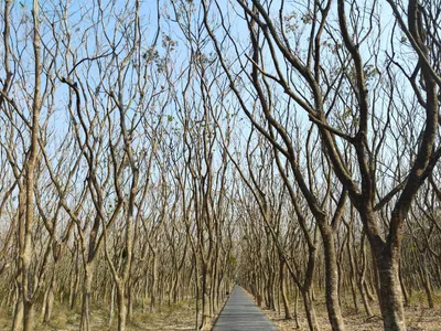 我最喜歡溪洲公園的森林區....