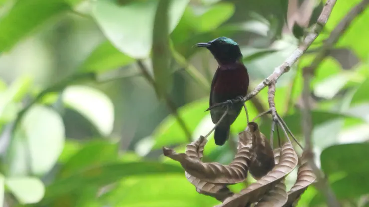 Van Hasselt's sunbird 紫喉藍肩花蜜鳥, 如有陽光可以見到粉紅色的喉嚨