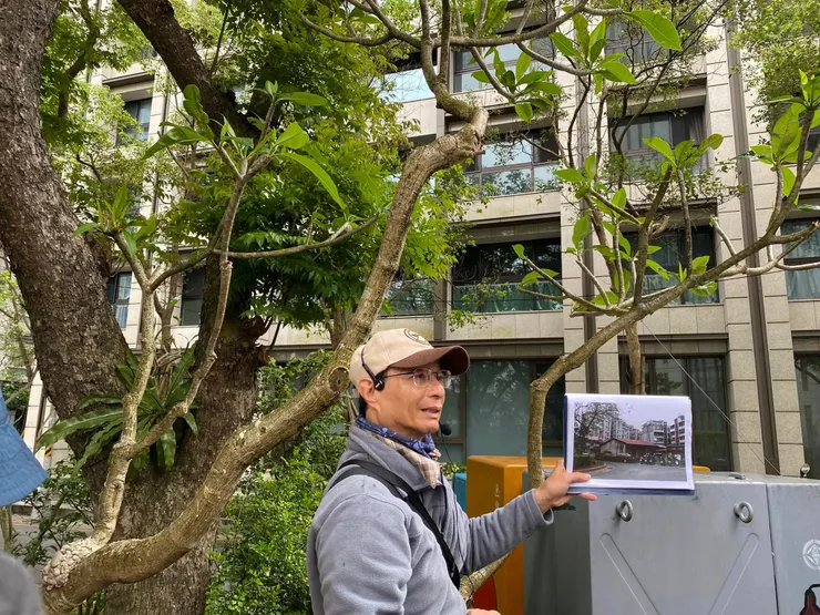 街角的台灣欒樹，見證了都市的變化