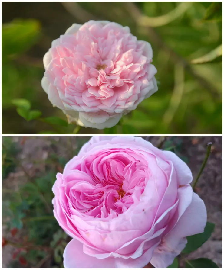 同一朵玫瑰，不同時節卻有不同的風情。上為七夕時的「自由精神」；下為冬天時節的「自由精神」