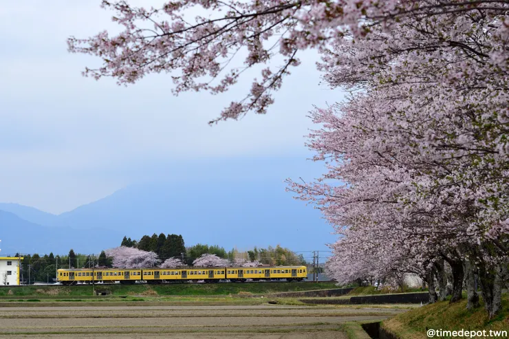 以前常在網路上看到黃色的西武電車穿梭在滿開的櫻花之間，沒想到在三重縣也能看到