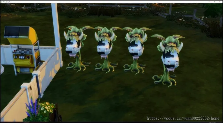 然後這是在香料祭典摘的牛頭草果實(一次摘十顆)