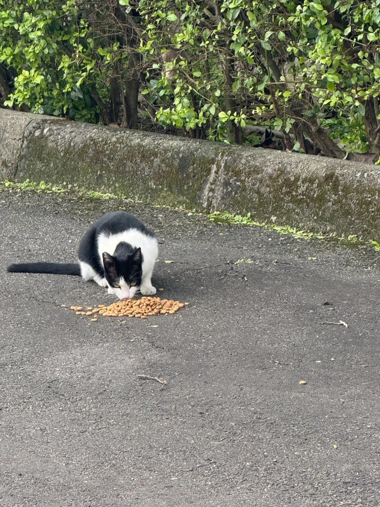 2025/11/20 聽得到貓咬飼料的尻尻聲，圓圓也是這聲音
