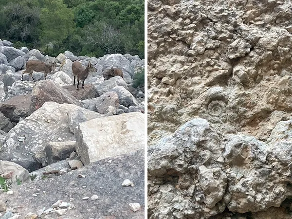 國王之路的生態：(左)野生山羊 (右)峽谷原是海洋地層的化石痕跡