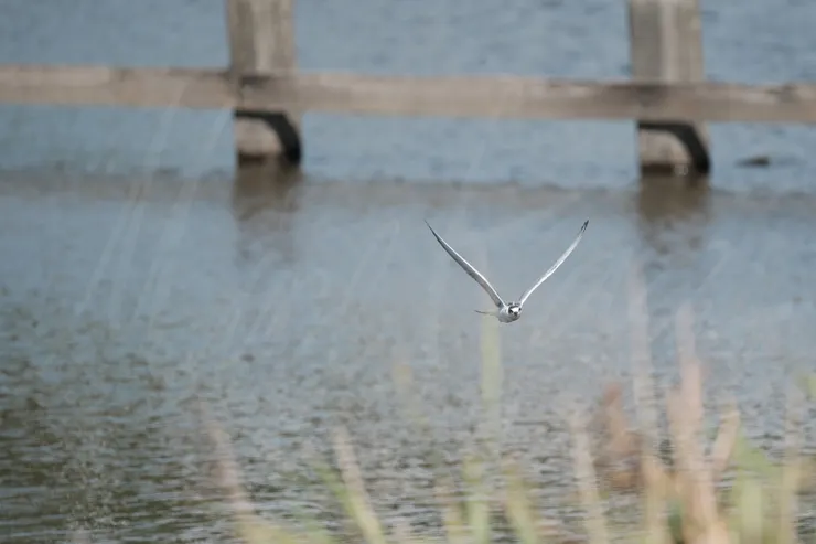 F5.6 1/4000 ISO1250 相機:X-H2