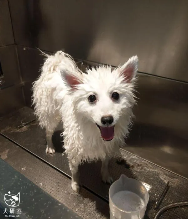 開心洗澡的狗狗