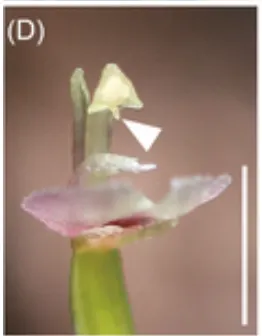 指柱蘭的「指頭」（三角箭頭處），圖片擷取自期刊