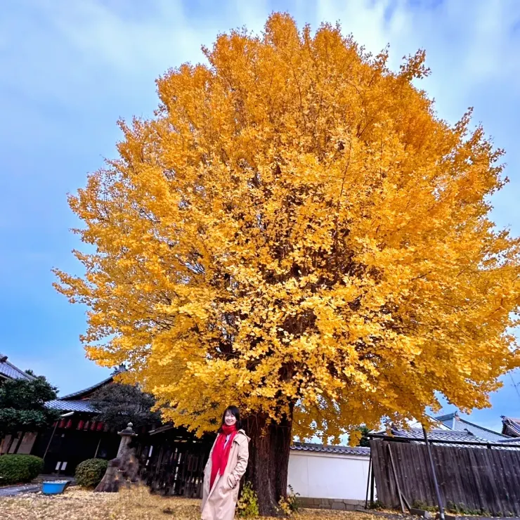 已有400年樹齡，不就等我這趟的百年一遇？