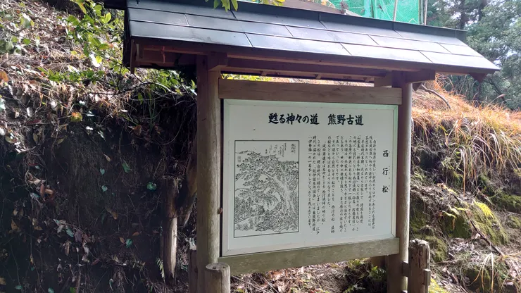 曾經曾經，這裡有一棵松樹。