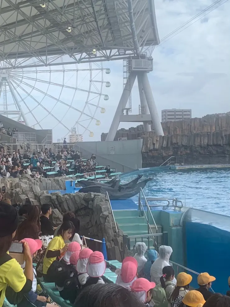 可以看海豚表演