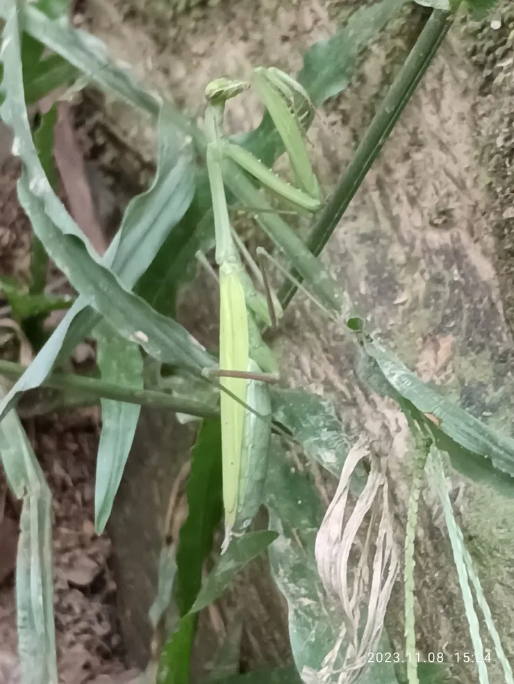 下坡處見螳螂跳躍，似等我為她拍張美照