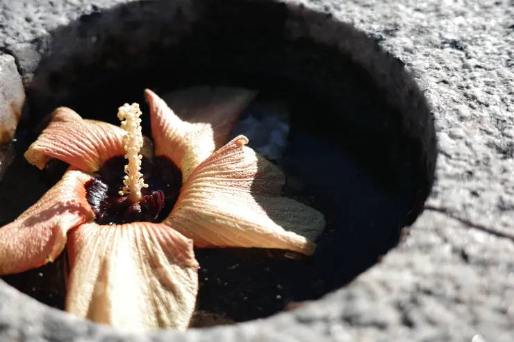 意外的看到洞中有一朵花,便想著他是怎麼來到這的?