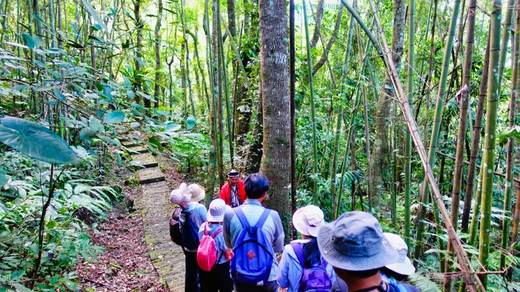 巨石坡步道少見的大樟樹之一