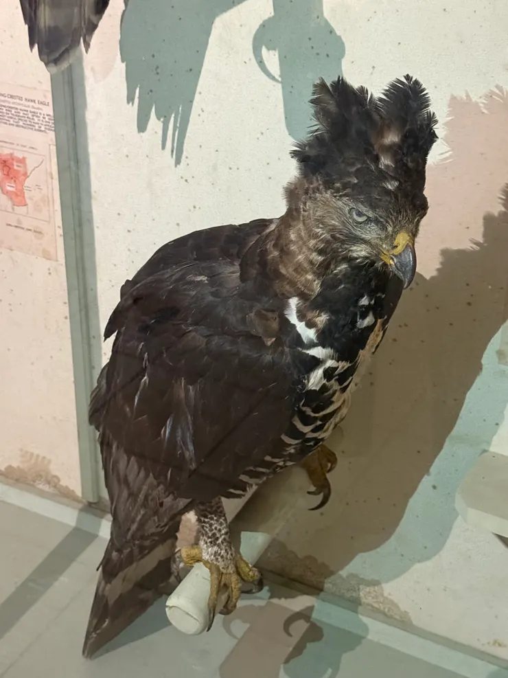 眼神很殺的嗄嗄嗄