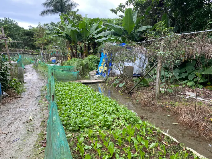 即將消失的田園風景2023.12.2拍攝