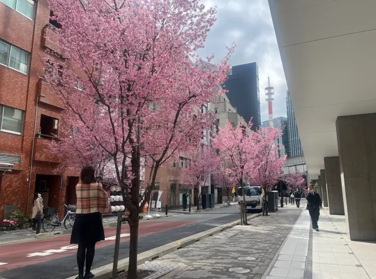 日本橋櫻花沿街盛開