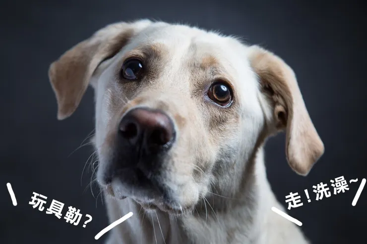 歪頭有時只是聽到某些關鍵字!!!不論是喜歡的還是不喜歡的XDDD