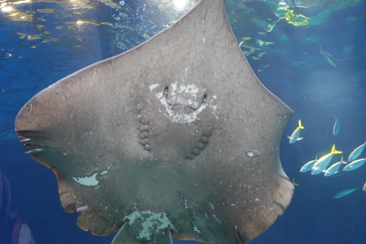 品川 Maxell Aqua Park 水族館的魟魚。