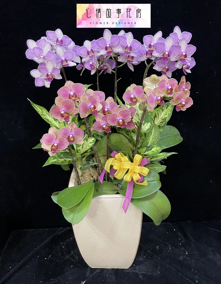 台南在地三十年｜心情故事花房提供八大多樣化花卉商品，從高雅蘭花到永生花，全方位滿足您的需求，品質保證、送達迅速
