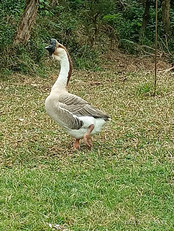 這公鵝呀！頭聳頂”自律”黑冠了！沒啦！真也高齡了