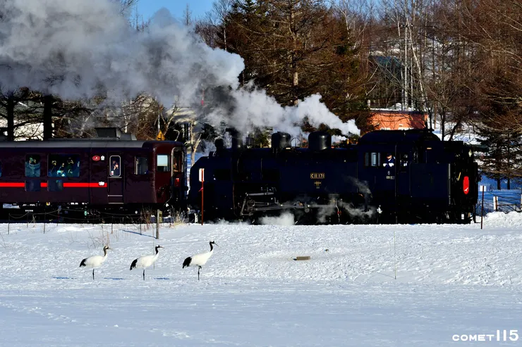 丹頂鶴與火車同框