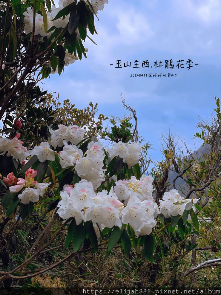 【玉山主峰西峰.兩天兩夜】冷到爆炸的玉山主峰賞雲海/一直走花