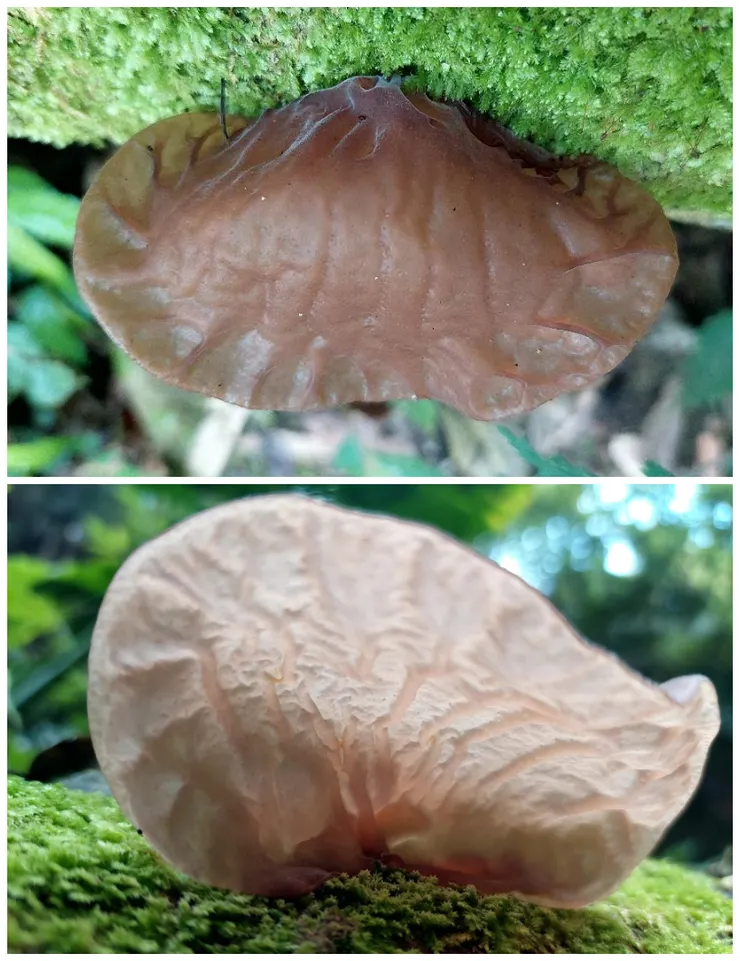 肥潤飽滿的木耳，上為正面；下為背面。