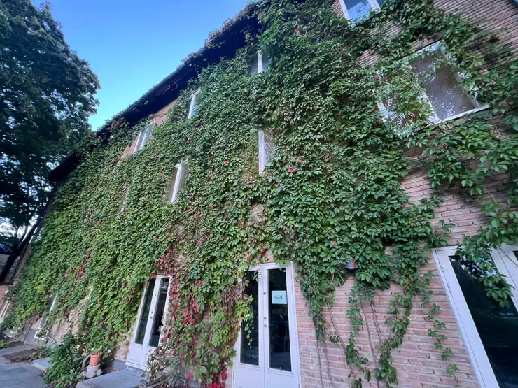 爬滿藤蔓的建築物