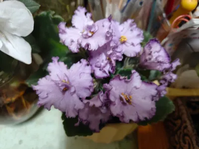 一起來認識室內花卉之后~非洲堇