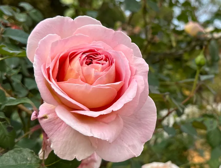 運動是為了追求更健康自在的生活，也需要及早養成習慣，以避免年老時的病痛纏身或身不由己。（圖 by Vina)