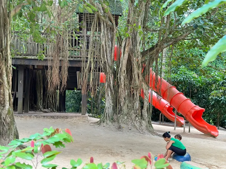 被大榕樹圍繞的樹屋區