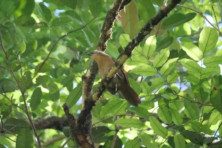Ashy-headed Laughingthrush就是在這是混了進來 斯里蘭卡獨有種