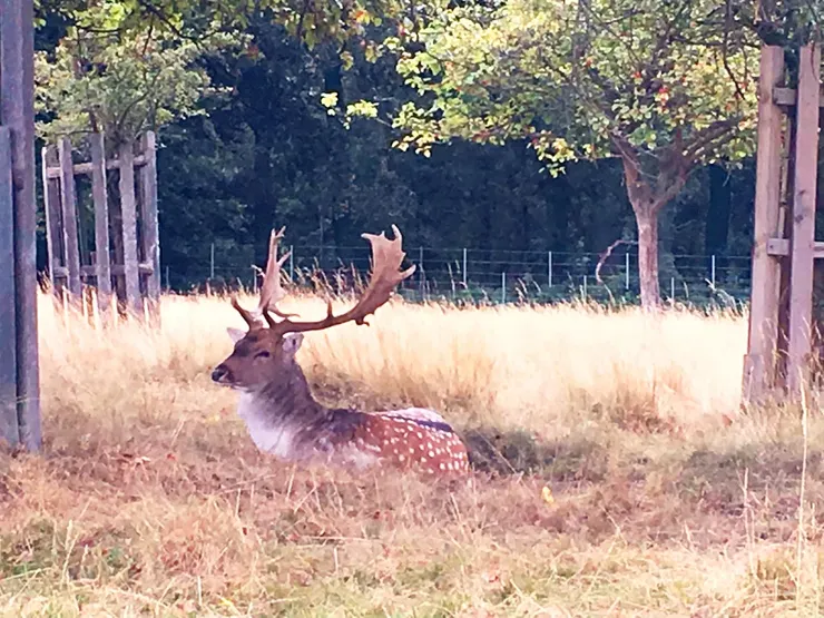 在英國的 Richmond park 差點就被鹿衝撞 / 隅光攝影