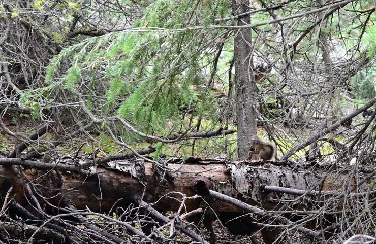 Lower Fall／黃石河下瀑布