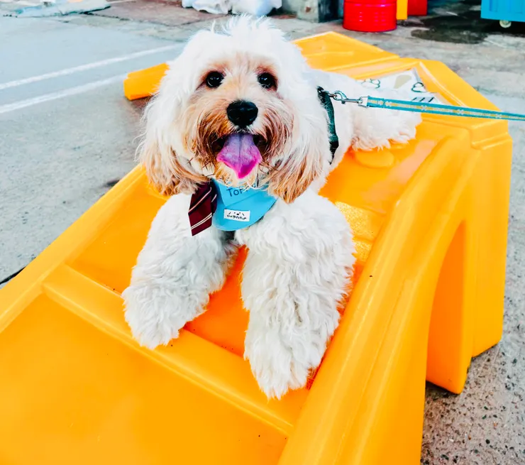 人寵運動會熱力開跑