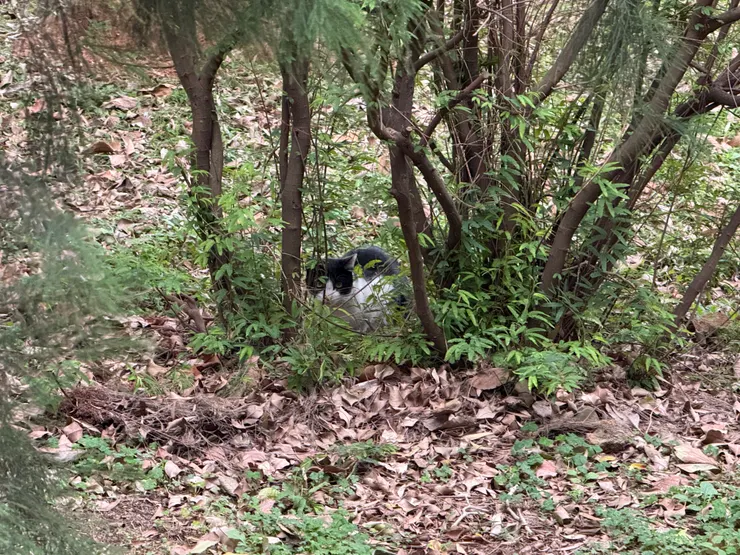 2026/02/11 散步遇到貓貓