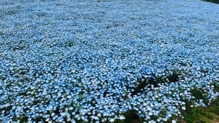 真的是看過去無邊無際的粉蝶花。