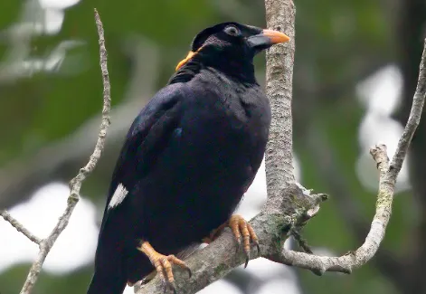 眼底沒有黃色“淚痕”就是斯里蘭卡鷯哥，是斯里蘭卡特有種（圖片來自ebird）