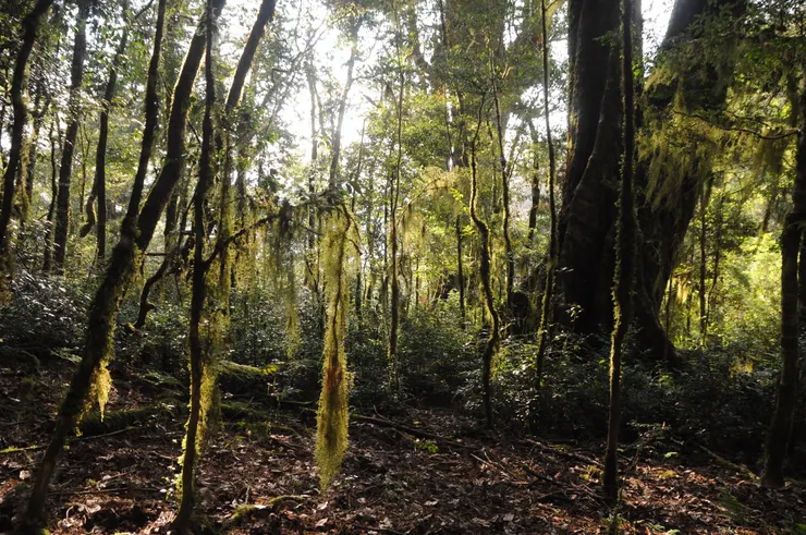 孕育出紅檜巨木群的條件：豐沛水源與溼氣充足的環境