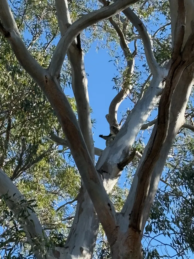 找到野生無尾熊
