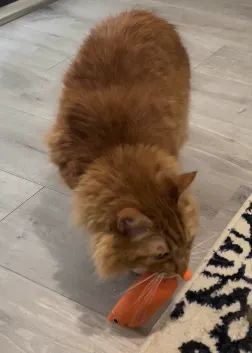 胖橘：這是我剛抓的獵物，厲害吧！