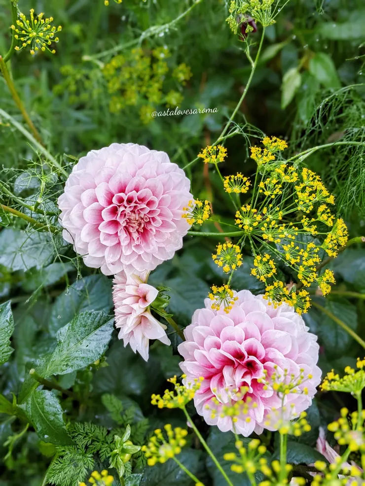 大理花與甜茴香