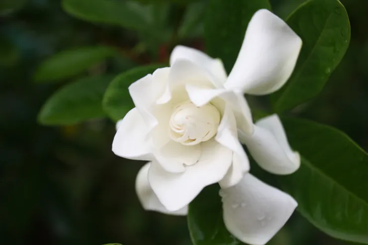 梔子花 Gardenia / 文: 秋刀魚的滋味 / 攝影：尾頁