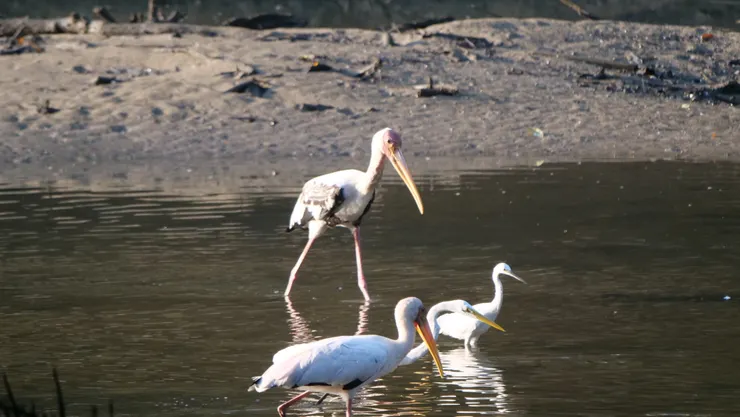喜歡與其他鳥同居