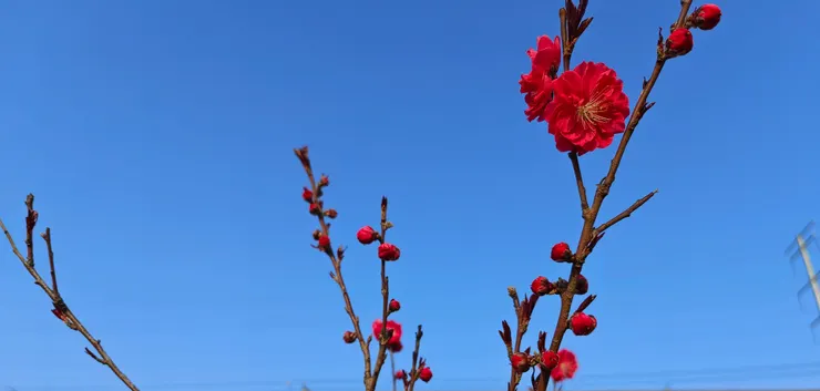 大丰廠保安室旁的桃花開了