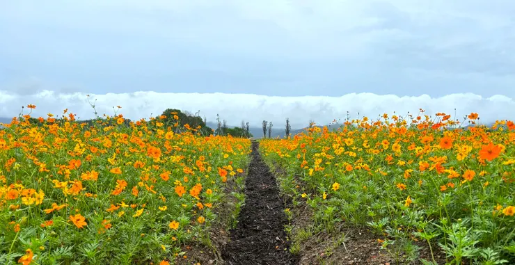 金燦的硫華菊可以映照出夏季的活力