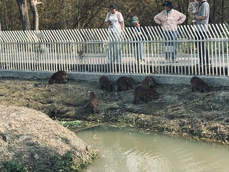 把草皮啃光的卡皮巴拉