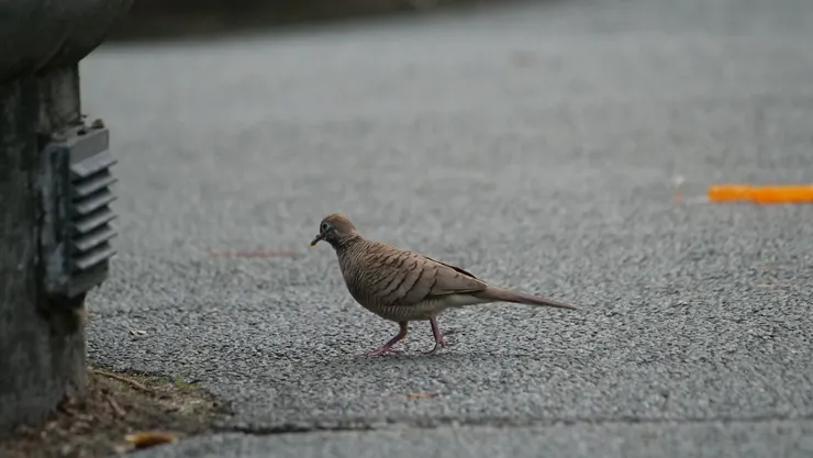 所到之處，也會見到