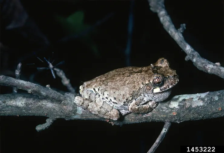 雌性蚊子在鳥鳴樹蛙兩眼之間吸食(拍攝：Sturgis McKeever, Georgia Southern University, Bugwood.org)